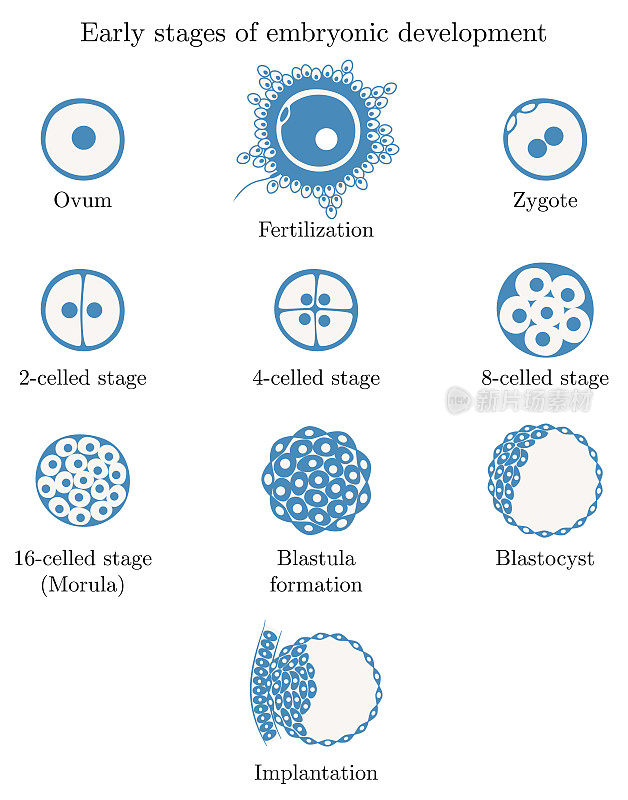 人类胚胎的发育，表现为从受精卵和受精到胚胎植入的各个阶段。