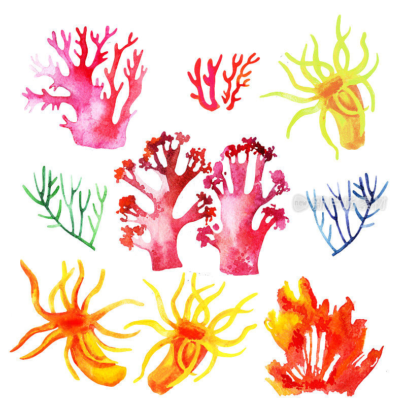 彩色珊瑚礁的插图