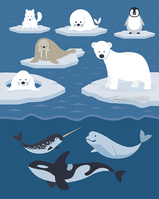 北极动物的性格和背景
