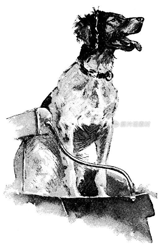 美国北达科他州的猎鸭犬，19世纪