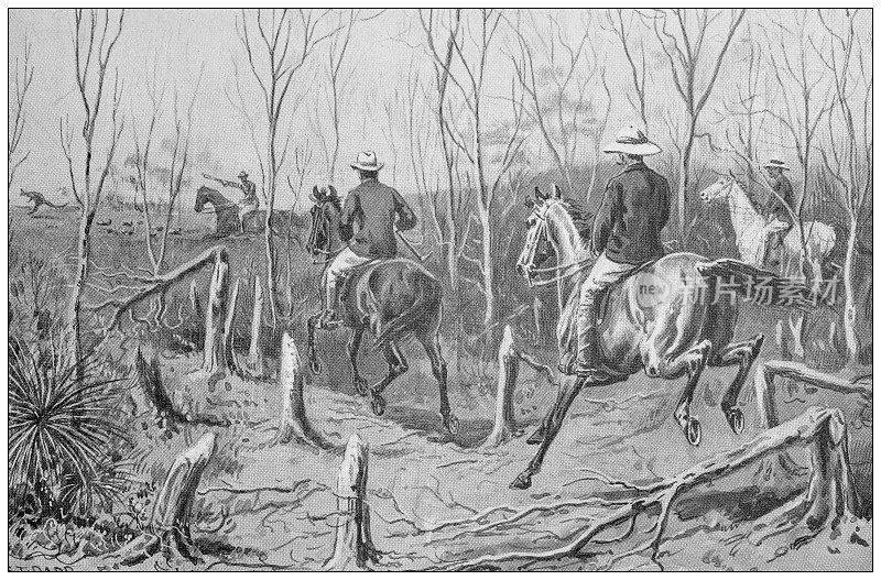 古董插图的体育和休闲活动:袋鼠狩猎在澳大利亚