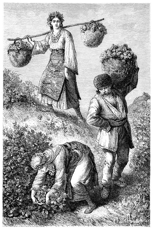 保加利亚卡赞拉克，妇女采摘玫瑰花瓣来榨取玫瑰油