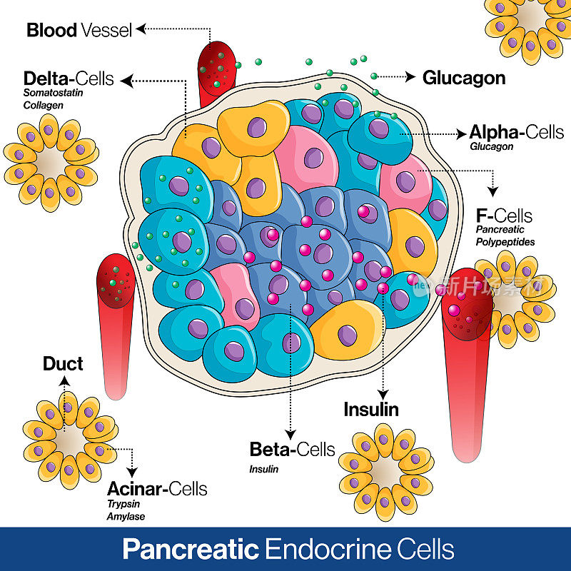 胰腺内分泌系统解剖，分泌胰高血糖素，胰岛素和生长抑素的细胞