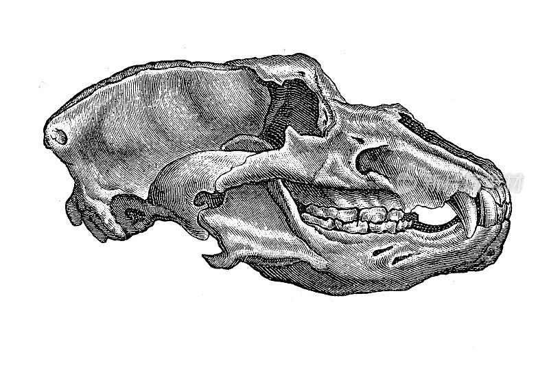 一个洞穴熊的头骨，更新世