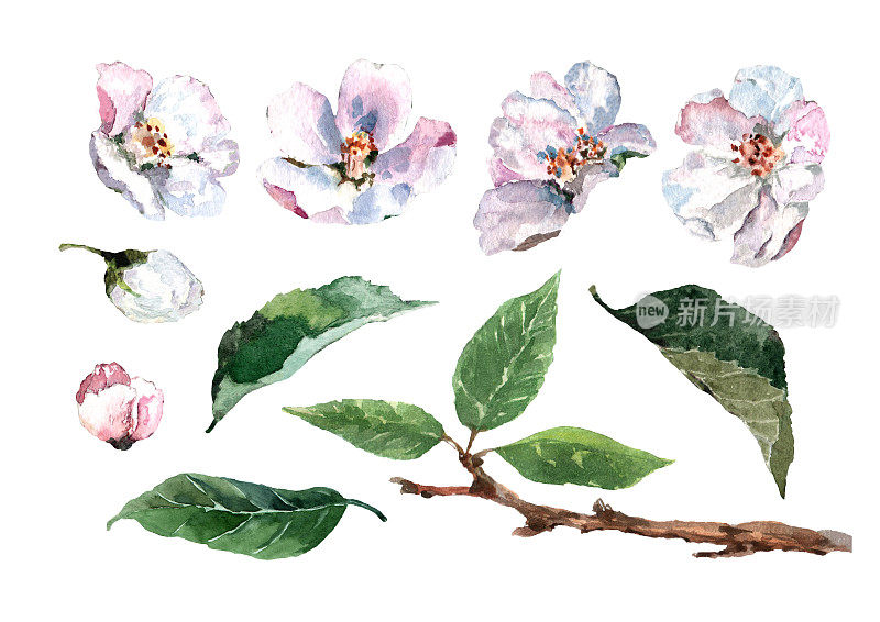春集元素孤立苹果树花、芽、叶和枝与叶。手绘水彩画在白色的背景。