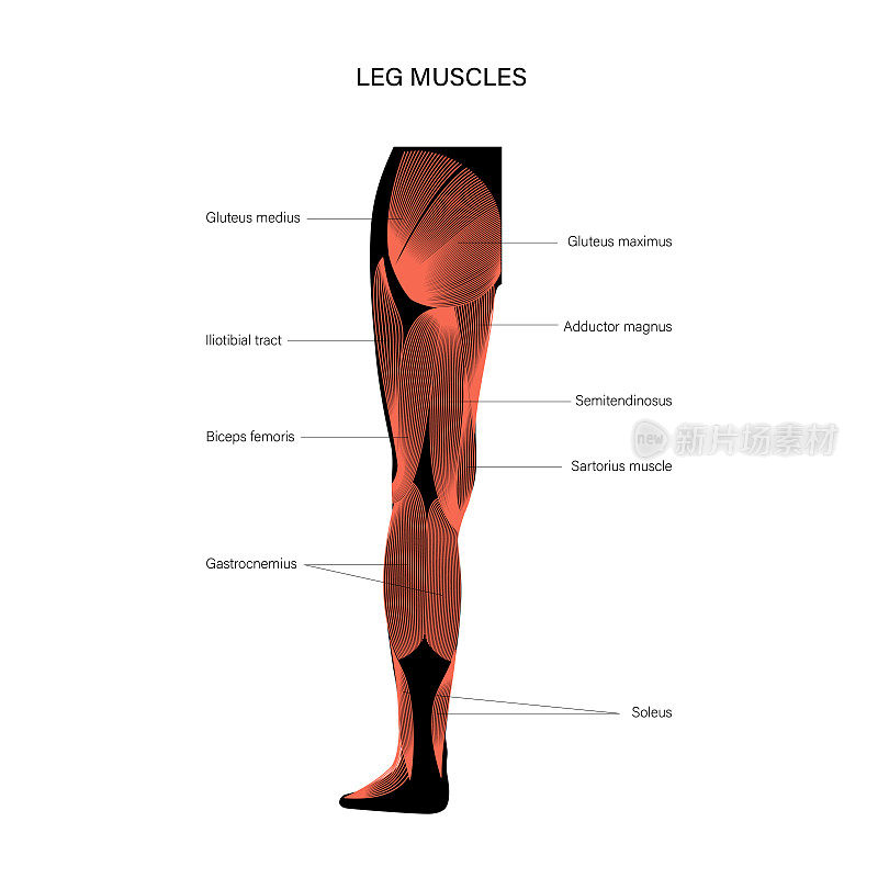 腿肌肉系统