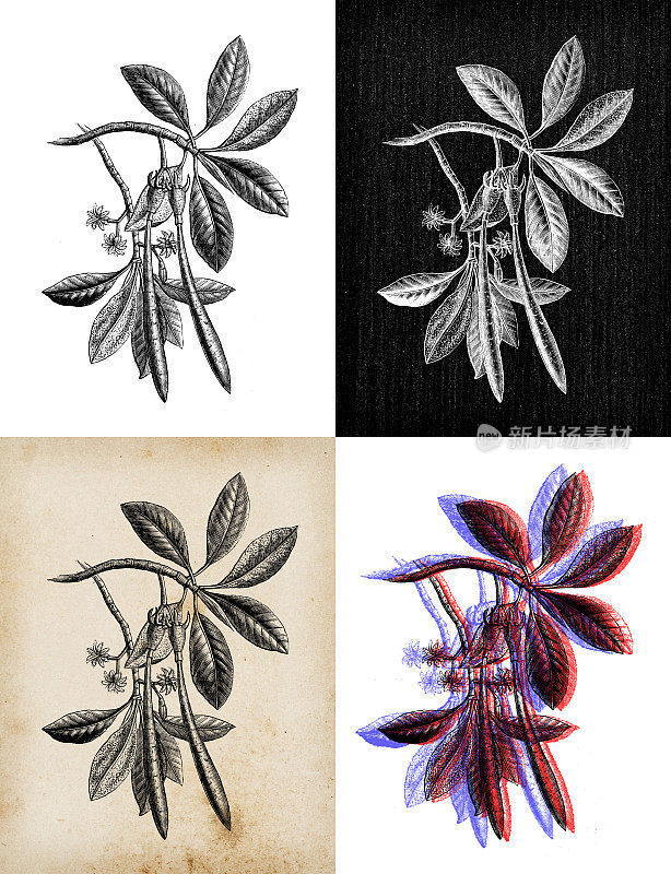古董植物学插图:根状茎，红红树林