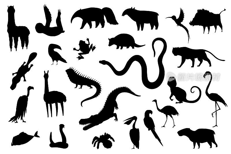 南美洲的剪影动物。自然动物集合。地理当地动物群。生活在大陆上的哺乳动物矢量图