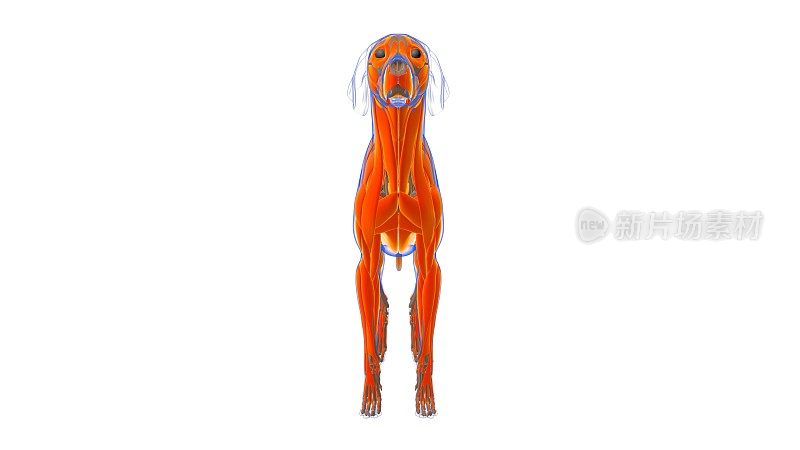 狗肌肉解剖医学概念3D
