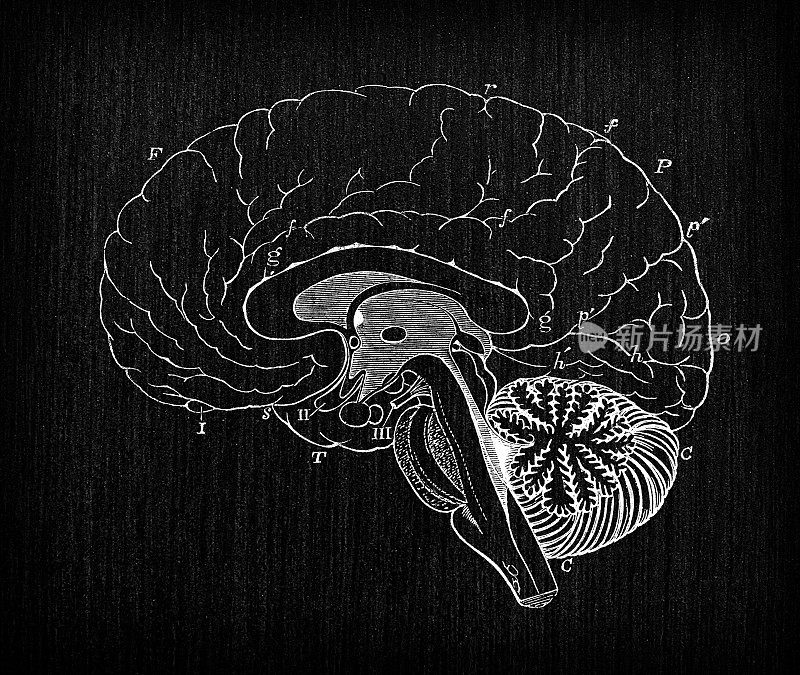 人体神经系统解剖古插图:脑切片