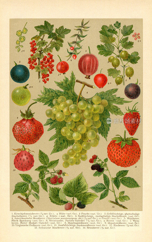 浆果的种类蔓越莓草莓醋栗葡萄插图1898