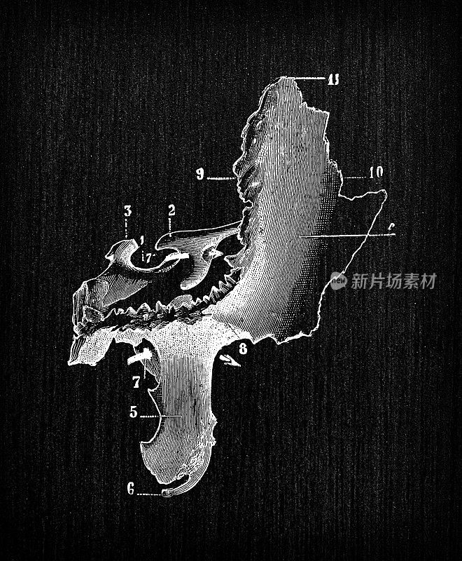 人体解剖骨骼古玩插图，头骨:蝶骨