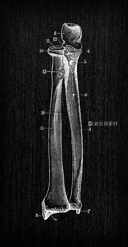 人体解剖骨骼古董插图:桡骨、尺骨