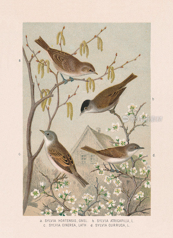 雀形目:Sylviidae，彩色印刷，出版于1887年