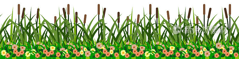 芦苇、草和花，无缝重复草地图案为卡通景观。绿色的草，河芦苇，黄色和橙色的野花在白色的背景，农田。矢量图