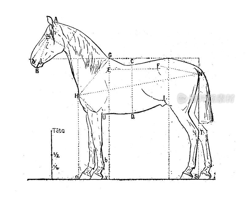 古董插图:马的比例
