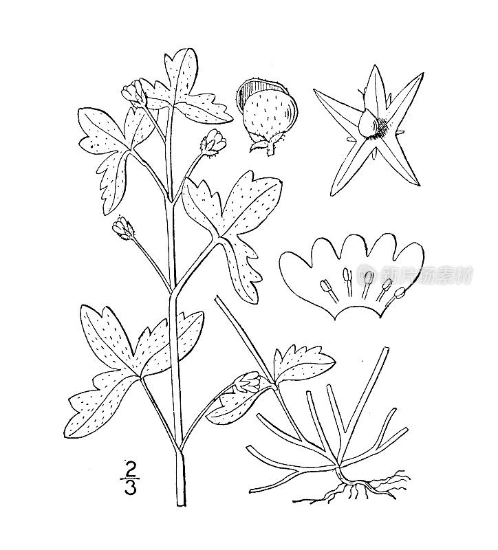 古植物学植物插图:小花萼龙葵，小花龙葵