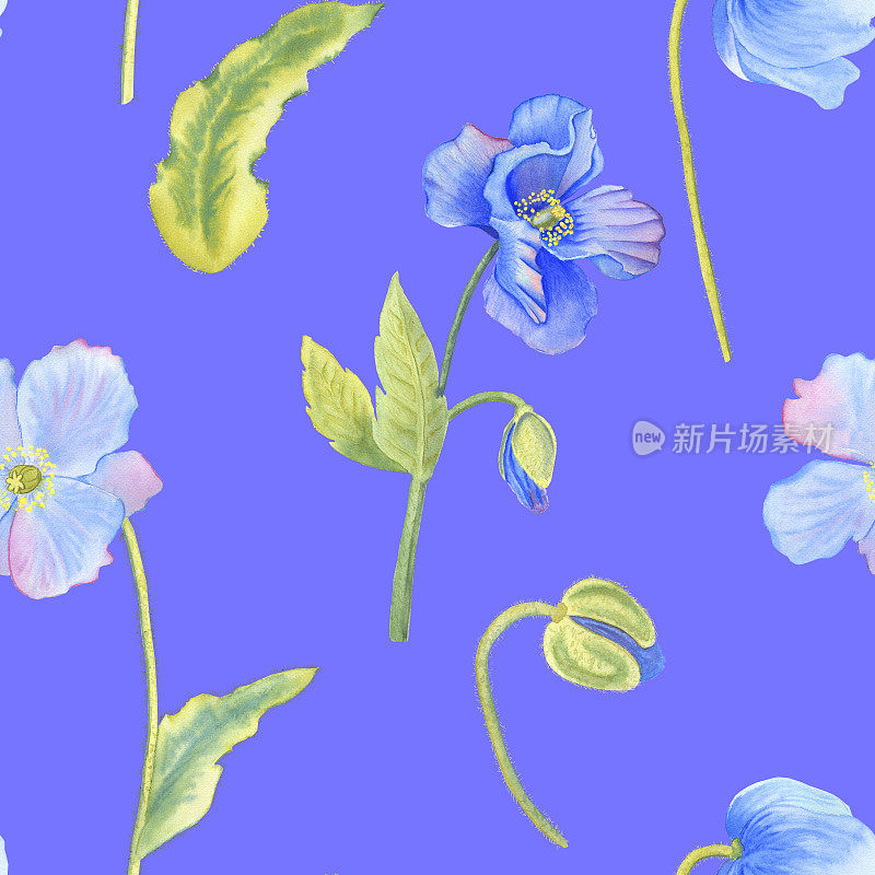 蓝色罂粟水彩无缝图案。手绘的喜马拉雅花和叶子在一个非常接近的背景插图。花卉装饰。用于纺织品和壁纸