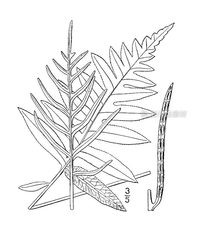 古植物学植物插图:木纹蕨，网脉链蕨