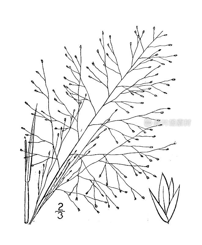 古植物学植物图例:孢子囊，粗糙的叶