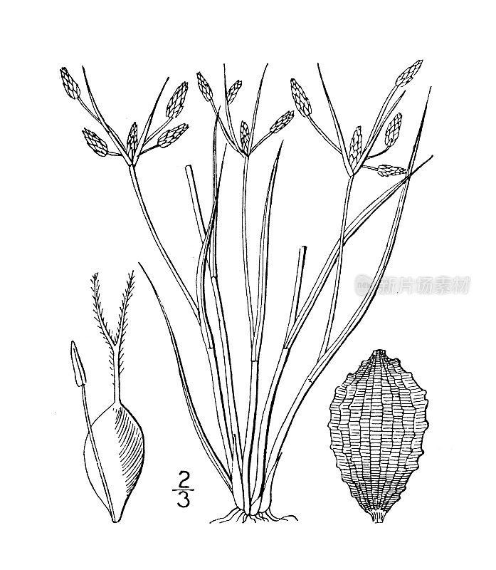 古植物学植物插图:散毛蕨，弱毛蕨