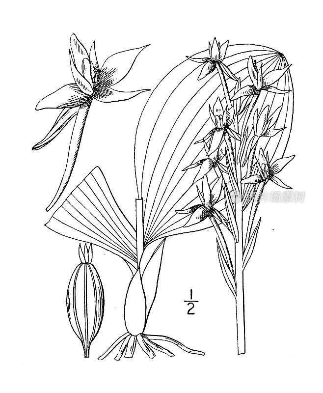 古植物学植物插图:哈本纳亚胡科瑞亚纳，胡科兰花