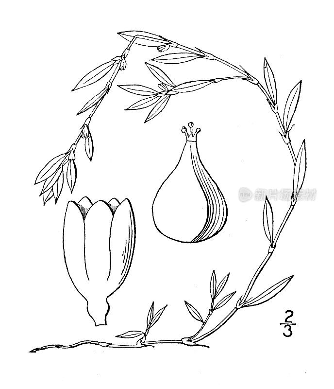 古植物学植物插图:黄蓼、红叶红叶