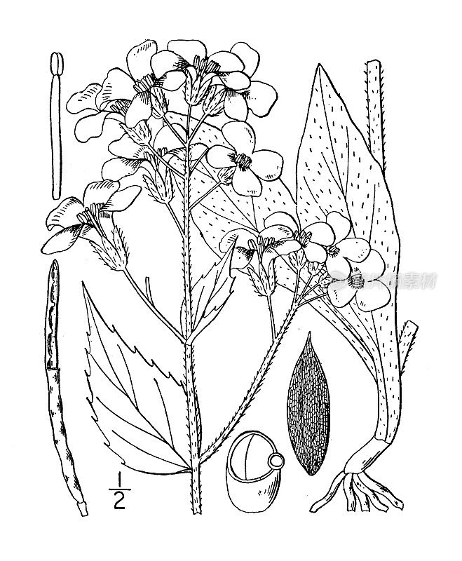 古董植物学植物插图:女爵士的火箭