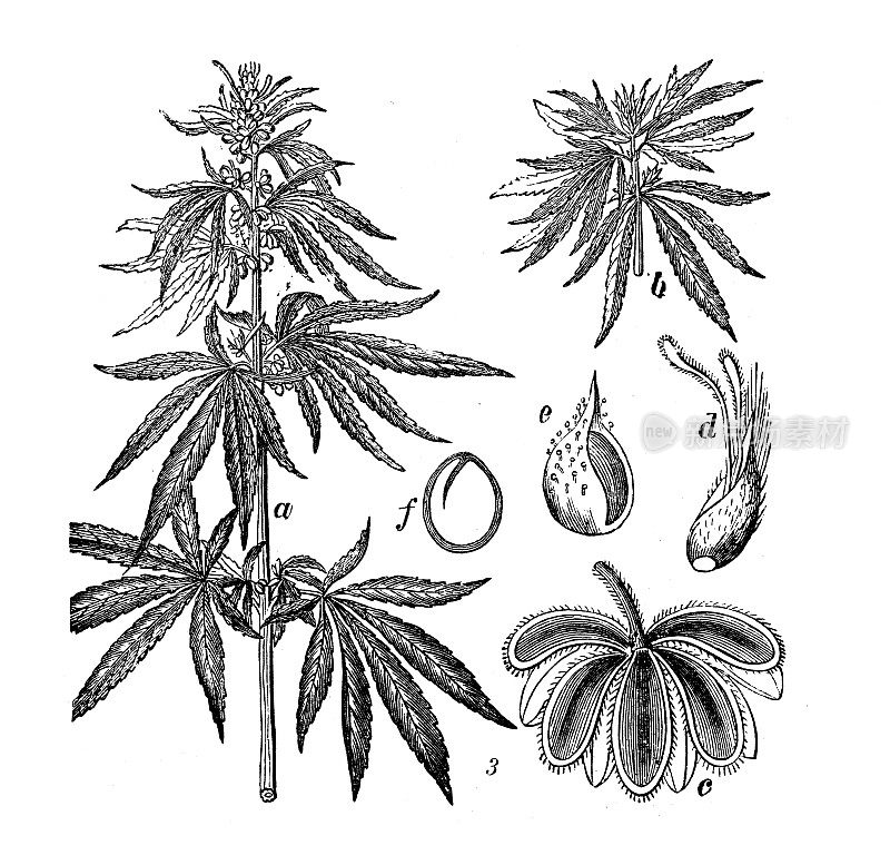 古董雕刻插图:大麻sativa