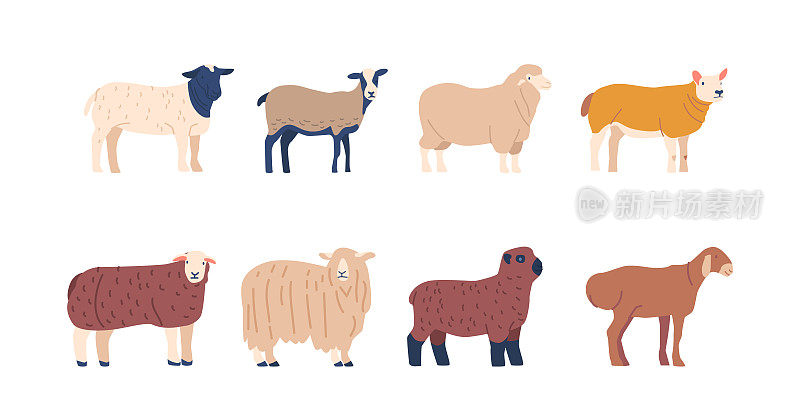 一套羊品种与不同的羊毛和毛皮颜色，国内农场动物饲养羊毛和肉，畜牧业
