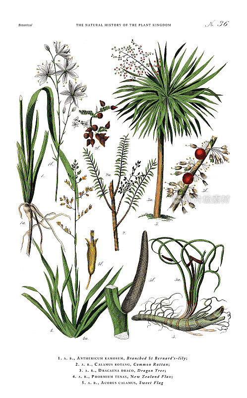 古董植物雕刻，植物王国的历史，维多利亚植物插图，盘子36，大约1853年