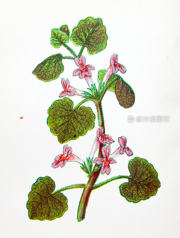 野生花卉的古董植物学插图:地常青藤，金合花