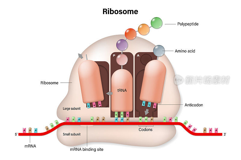 核糖体的结构。翻译过程。RNA定向合成多肽。信使rna。tRNA。生物蛋白合成。