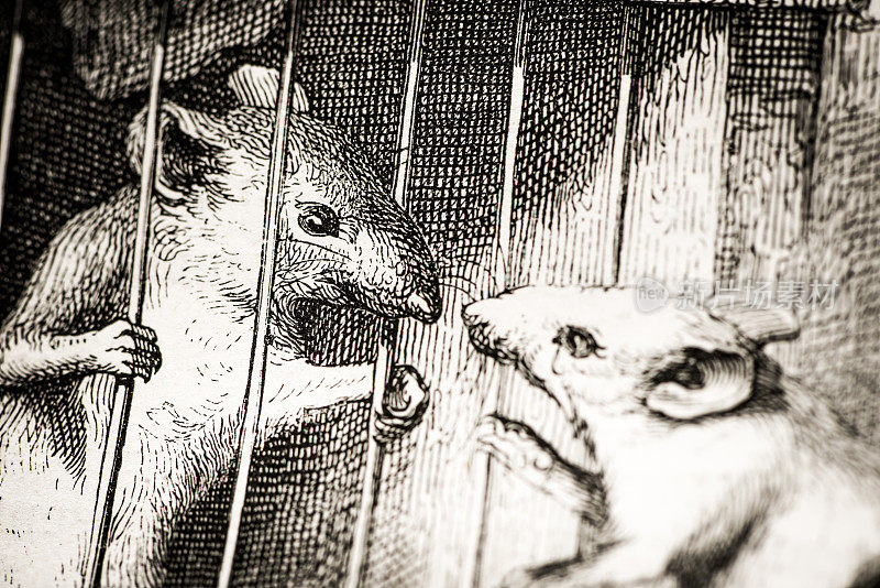 人性化的动物插图:监狱里的老鼠
