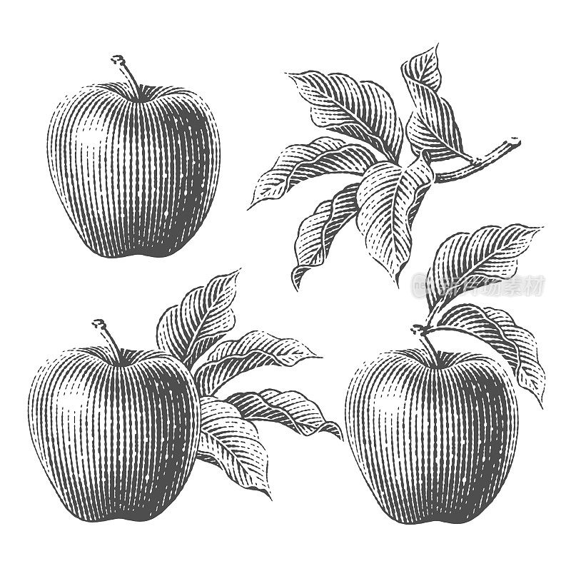 苹果和苹果树树枝组成的集合。