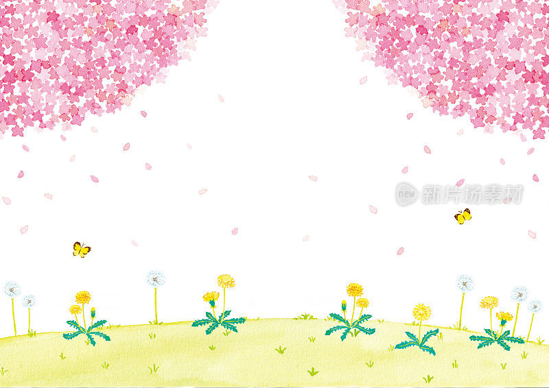 樱花和蒲公英田的水彩插图。