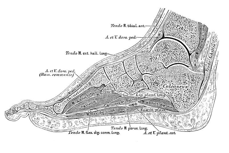 足部矢状切面