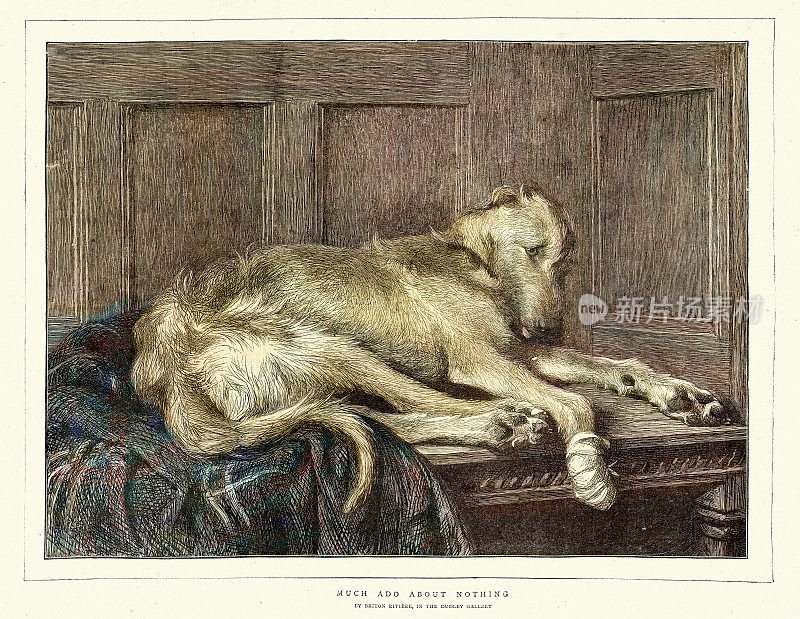 猎犬，受伤的爪子上缠着绷带的悲伤的狗，维多利亚动物艺术，英国，19世纪70年代