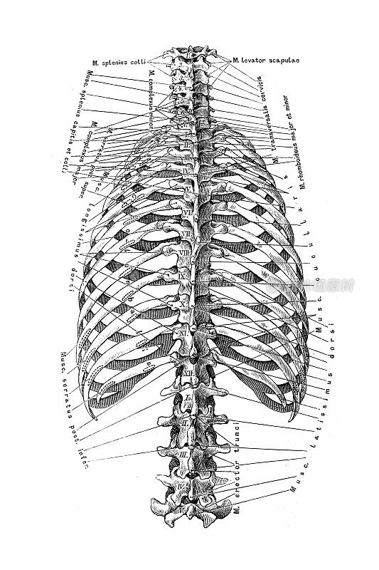 胸腔和脊柱