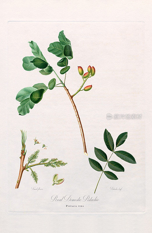 古董插图，开心果，植物插图，大约1817年