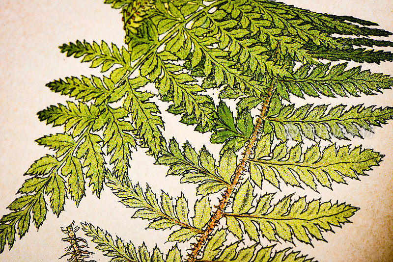 古色古香的植物学插图:多刺盾蕨，刺草
