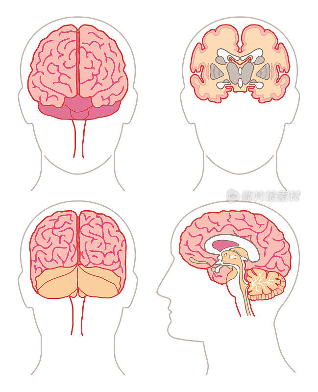 解剖学-大脑