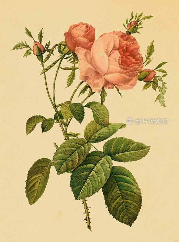 粉红色玫瑰的古董插图