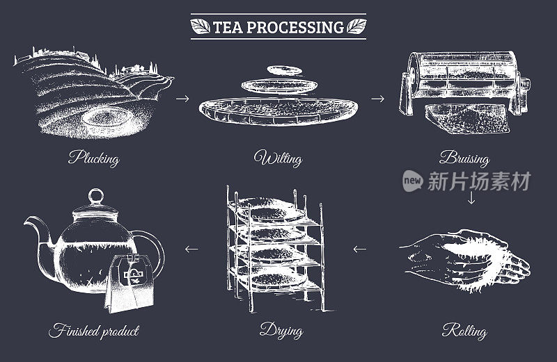 矢量信息图与插图的茶叶加工。原汁原味茶叶制作手绘图