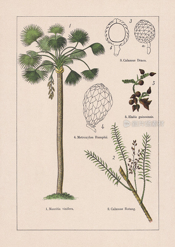 单子叶植物，棕榈树，色版画，1895年出版