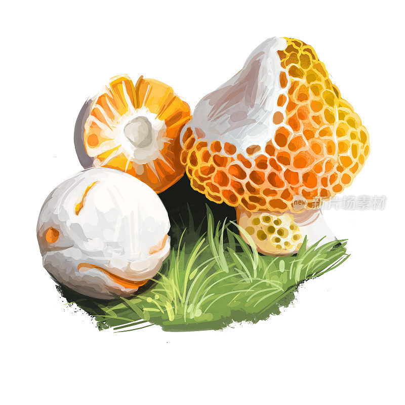 一种橙白色的可食用子囊菌，原产于智利。食用菌孤立在白色。数码艺术插画，天然粮食秋收。
