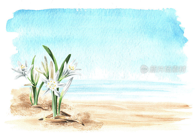 海水仙、海水仙或百合等植物以海为背景，在沙滩上复制空间。手绘水彩插图，孤立的白色背景