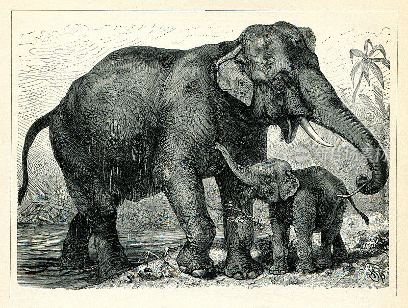1898年，印度象和幼象