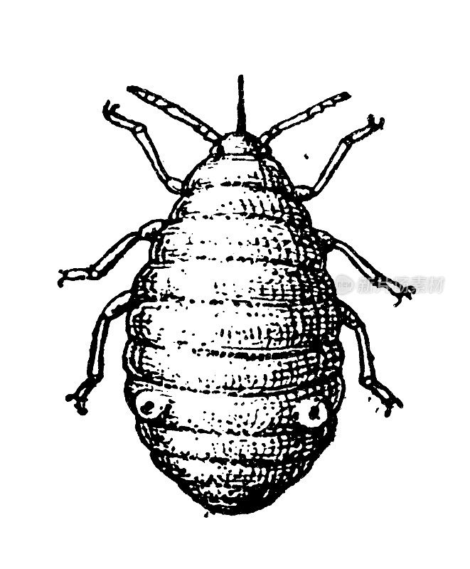 古色古香插图:绒虱、苹果蚜虫