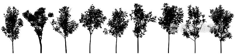 美丽树木的剪影，设置。白蜡树幼树，丁香。为绿化苗。矢量插图。